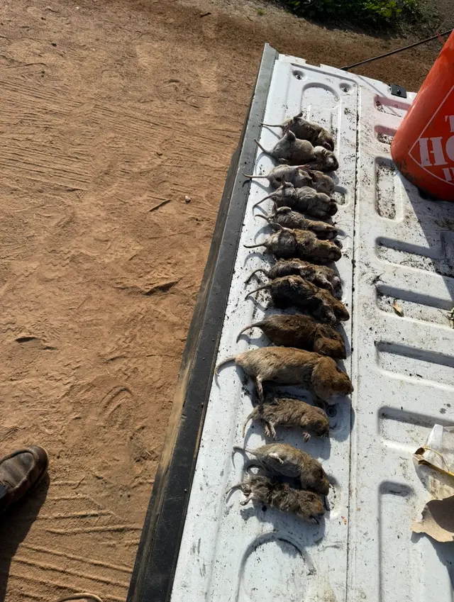 Accurate Rodent & Wildlife Control — photo from the business 6
