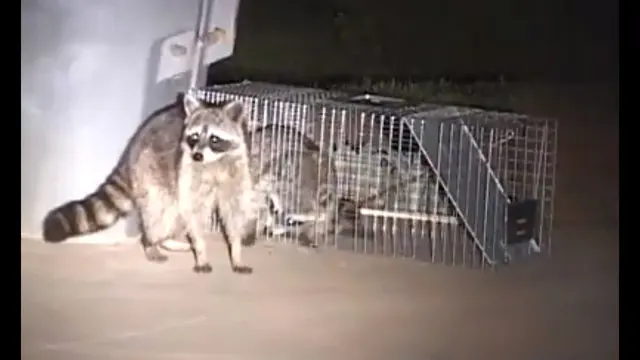 Accurate Rodent & Wildlife Control — customer photo 11