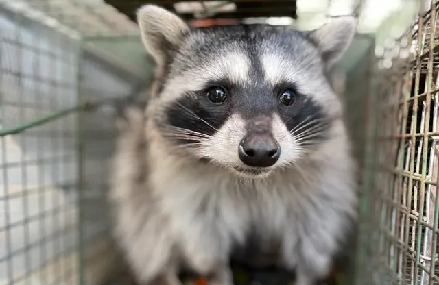 Accurate Rodent & Wildlife Control — photo from the business 1