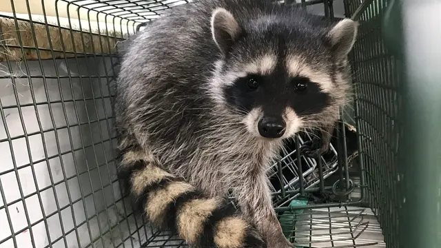 Wildlife Solutions And Trapping — photo from the business 4