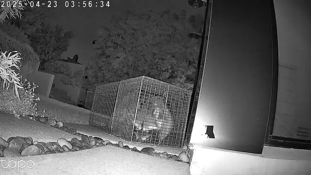 Customer photo of work by Wildlife Solutions And Trapping, from Preston McAfee's review