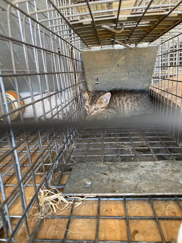 Wildlife Solutions And Trapping — photo from the business 5