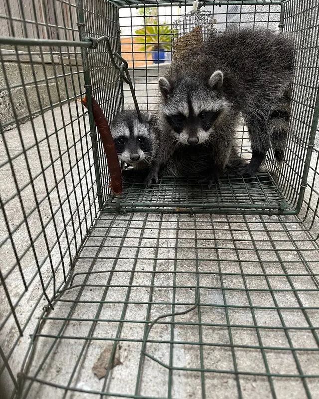 Wildlife Solutions And Trapping — photo from the business 12