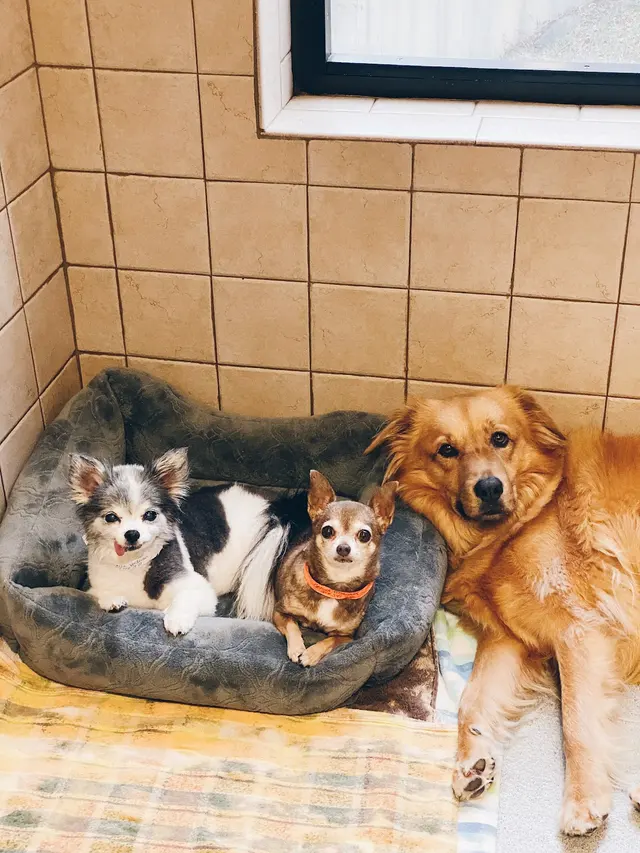 Piper Glen Animal Hospital — photo from the business 2
