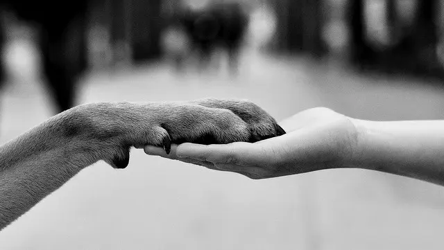 Piper Glen Animal Hospital — photo from the business 7