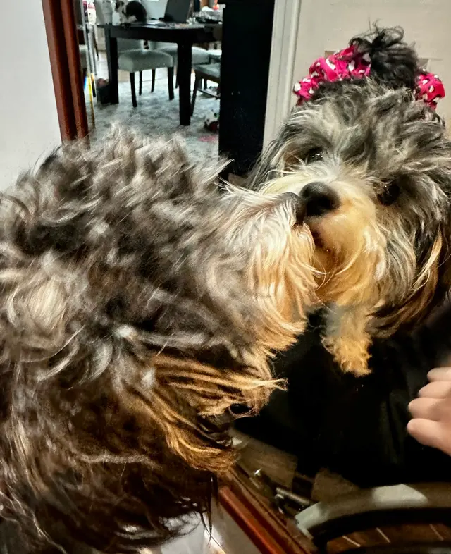 Piper Glen Animal Hospital — customer photo 11