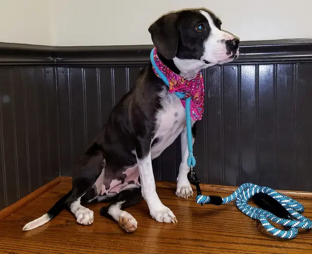 Piper Glen Animal Hospital — customer photo 5