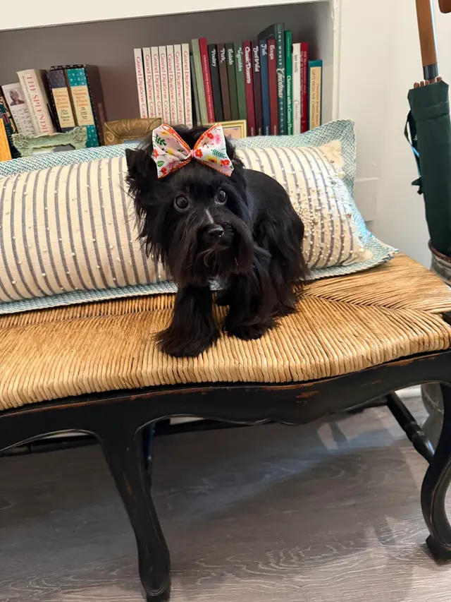 Piper Glen Animal Hospital — customer photo 4