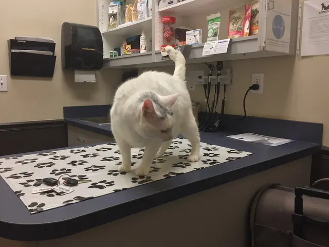 Piper Glen Animal Hospital — customer photo 6