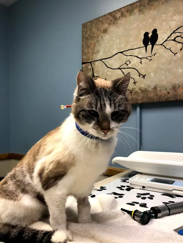 Independence Veterinary Clinic — photo from the business 8