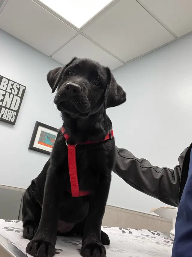 Independence Veterinary Clinic — photo from the business 2