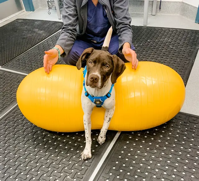 Independence Veterinary Clinic — photo from the business 9