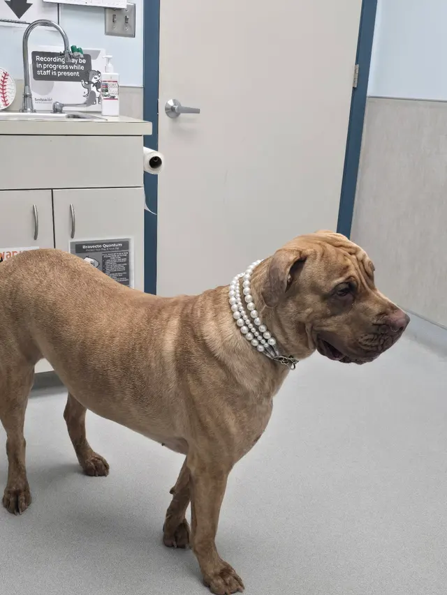 Customer photo of work by Independence Veterinary Clinic, from Suzette Allen's review