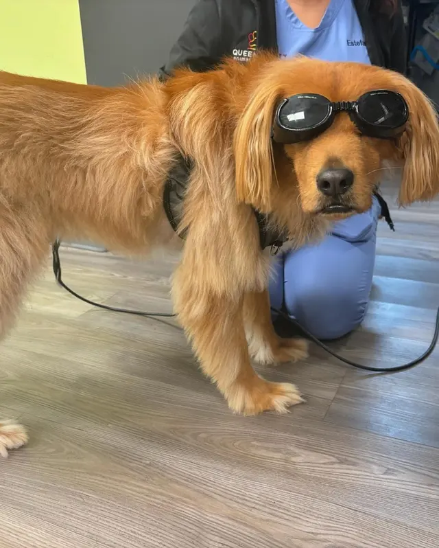 Queen City Animal Hospital — photo from the business 10