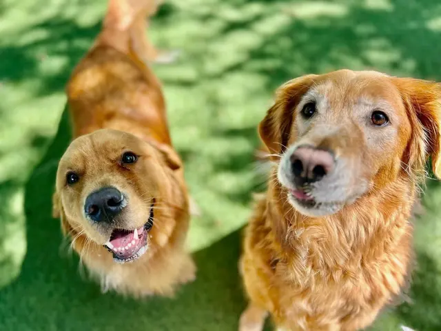 Customer photo of work by Queen City Animal Hospital, from Austin Huebner's review