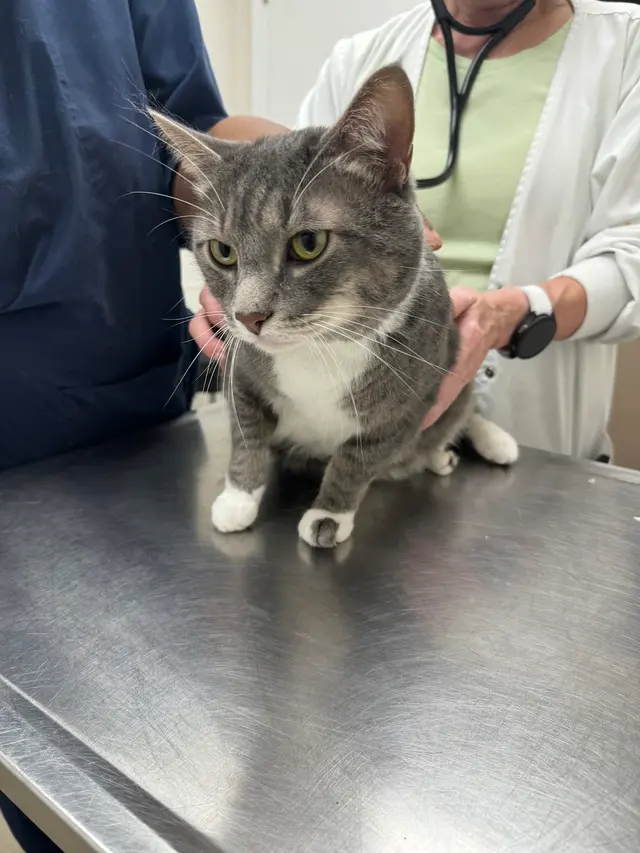 Hickory Grove Animal Hospital — customer photo 10