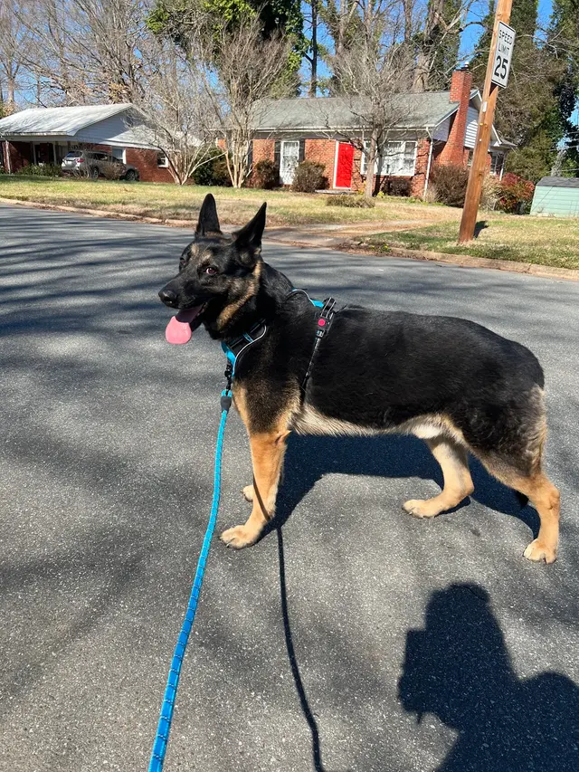 Hickory Grove Animal Hospital — customer photo 5