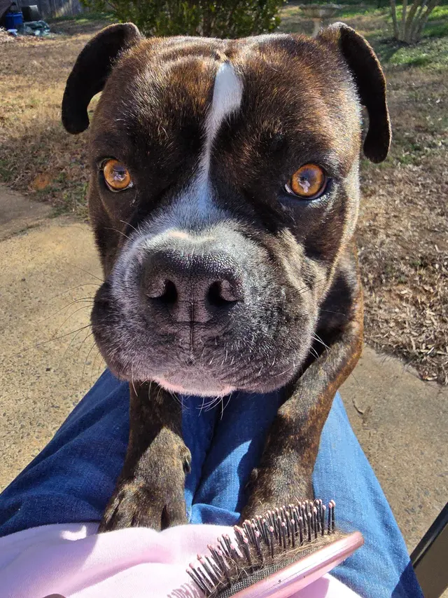Hickory Grove Animal Hospital — customer photo 11