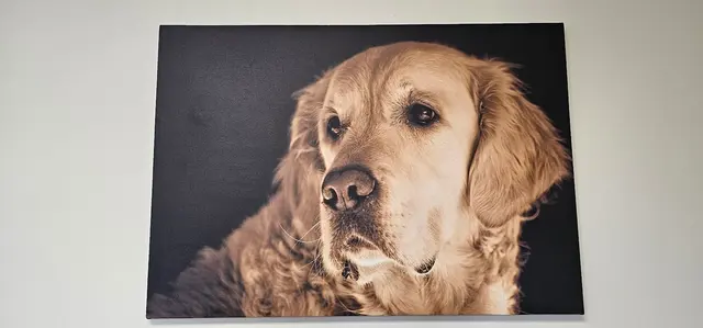 Hickory Grove Animal Hospital — customer photo 12