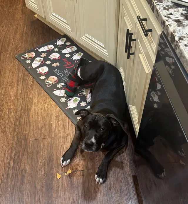 Hickory Grove Animal Hospital — customer photo 2