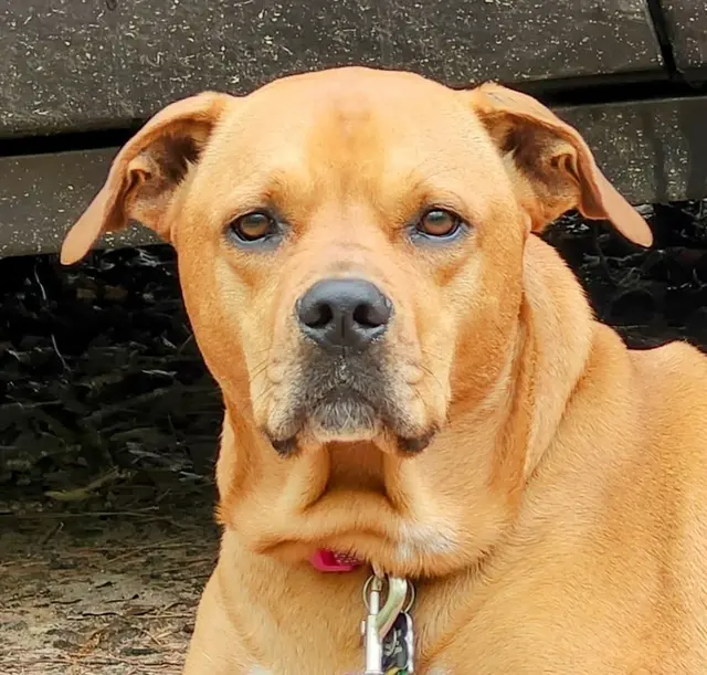 Hickory Grove Animal Hospital — customer photo 3