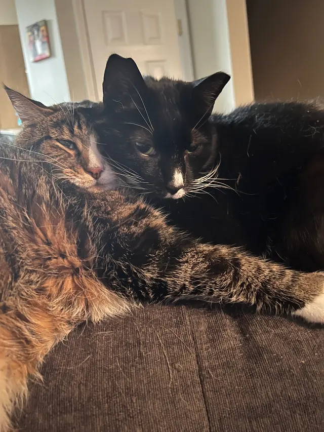 Hickory Grove Animal Hospital — customer photo 8
