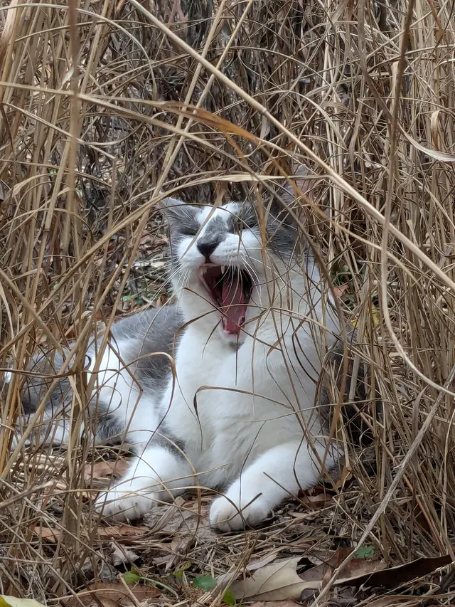 Hickory Grove Animal Hospital — customer photo 9