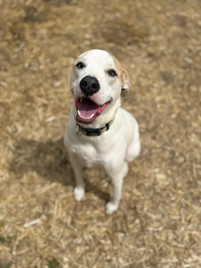 Armstrong Animal Clinic — customer photo 10