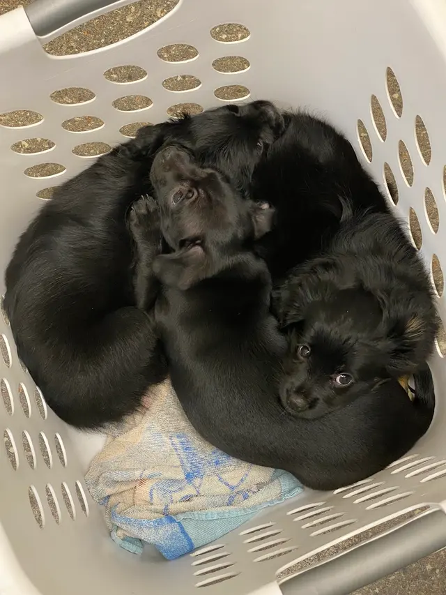 Armstrong Animal Clinic — photo from the business 6