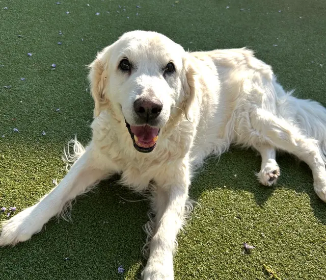 Archdale Animal Hospital — customer photo 11