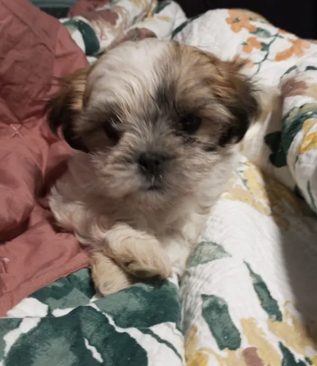 Archdale Animal Hospital — customer photo 7