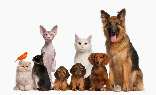 Archdale Animal Hospital — photo from the business 1