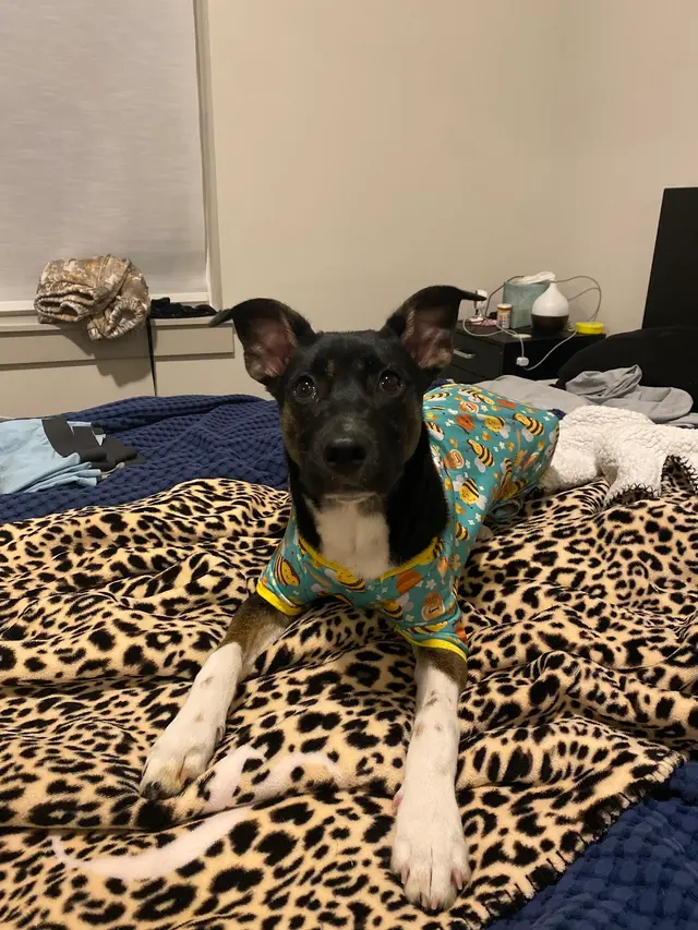 Livewell Animal Urgent Care of South End — customer photo 7
