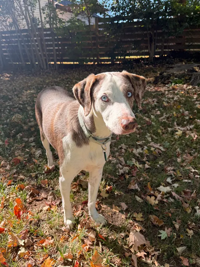 Livewell Animal Urgent Care of South End — customer photo 10