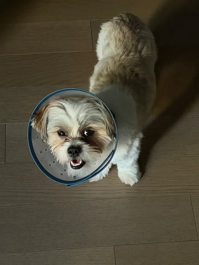Livewell Animal Urgent Care of South End — customer photo 6