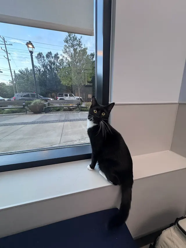 Livewell Animal Urgent Care of South End — customer photo 4