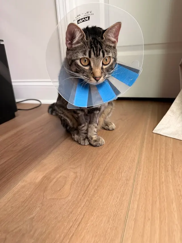 Livewell Animal Urgent Care of South End — customer photo 2