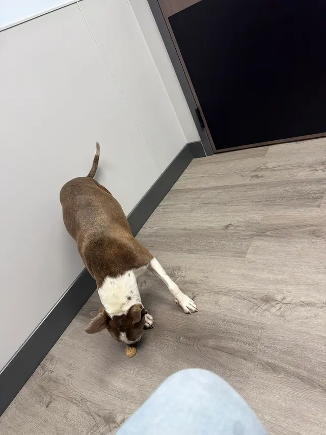 Livewell Animal Urgent Care of South End — customer photo 5