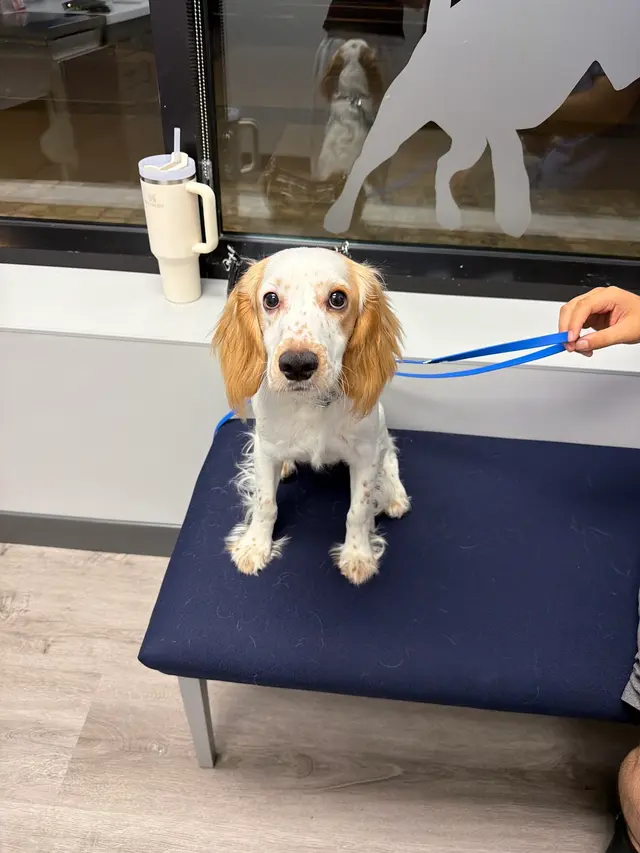 Livewell Animal Urgent Care of South End — customer photo 1