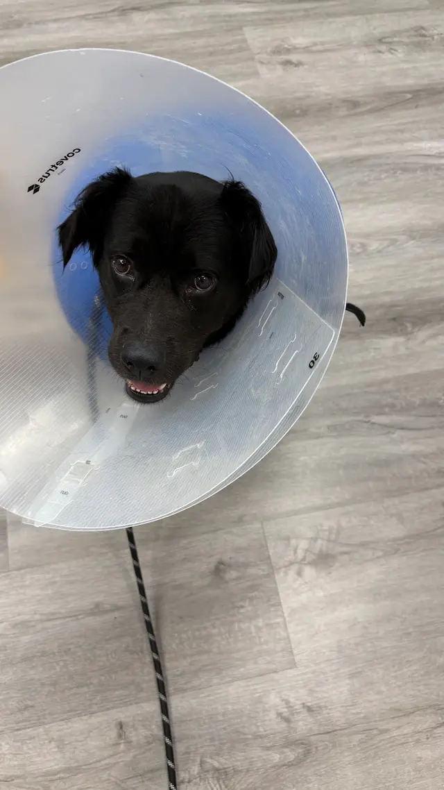 Livewell Animal Urgent Care of South End — customer photo 3