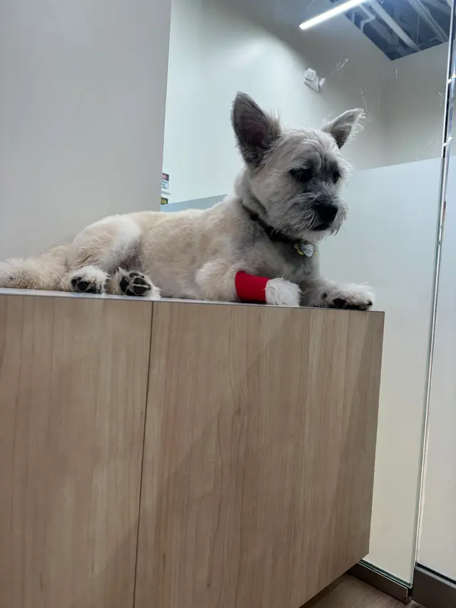 Petfolk Veterinary & Urgent Care - Concord — customer photo 12