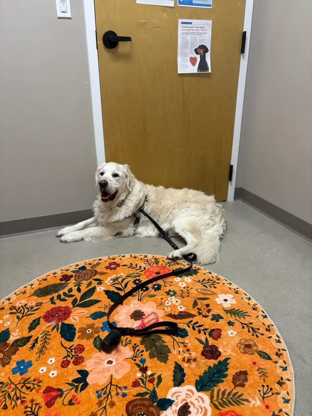 East Side Animal Hospital — customer photo 1