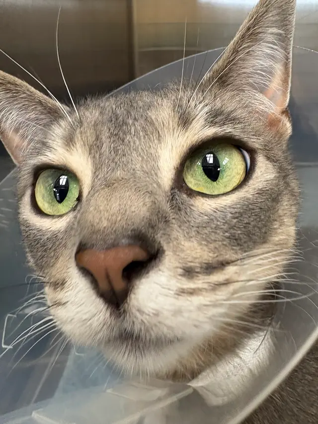 East Side Animal Hospital — photo from the business 6