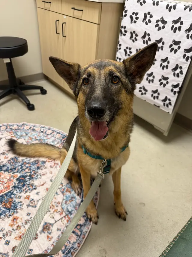 East Side Animal Hospital — customer photo 7