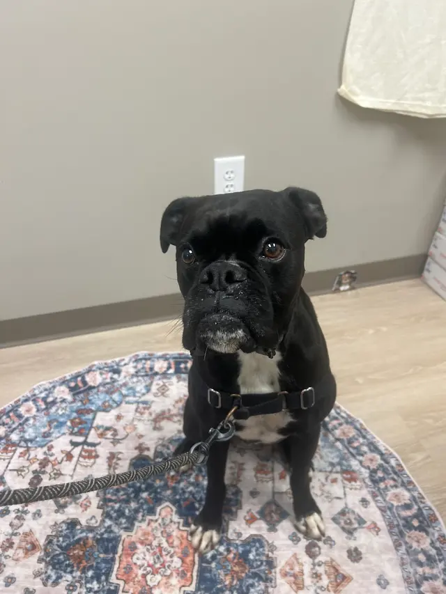 East Side Animal Hospital — photo from the business 9