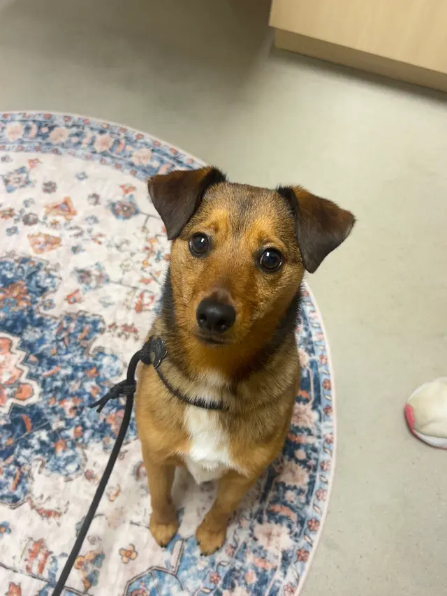 East Side Animal Hospital — photo from the business 12