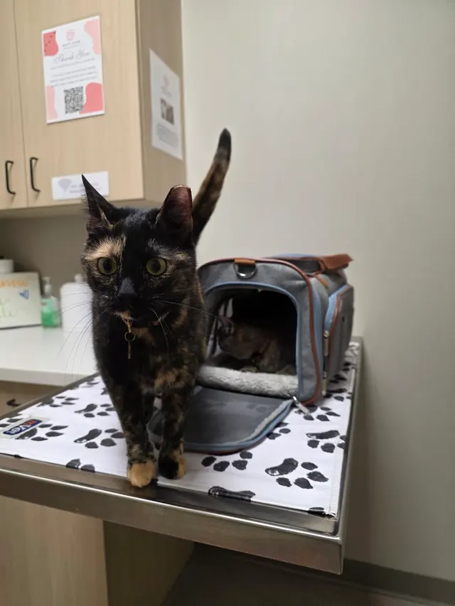 East Side Animal Hospital — customer photo 10