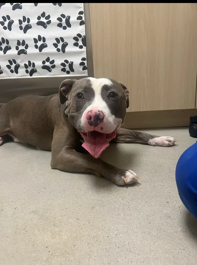 East Side Animal Hospital — photo from the business 4