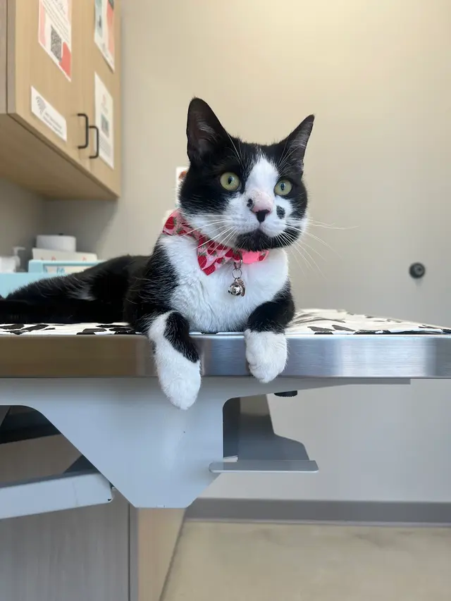 East Side Animal Hospital — photo from the business 8