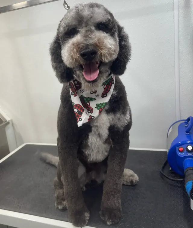 Furbubble Mobile Dog Grooming — photo from the business 2